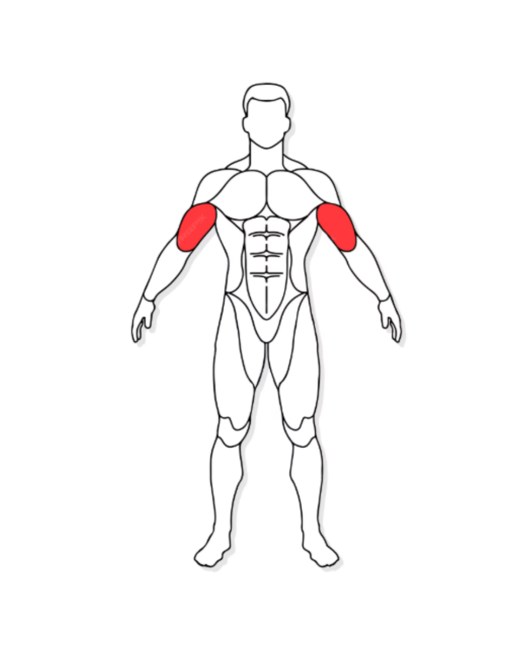 STRENGTH Biceps Curl - Imagen 2